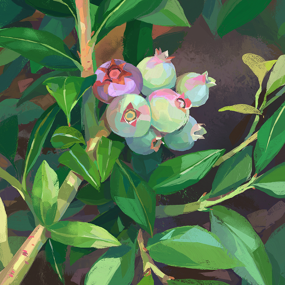 /illustration/digital-art/blueberries.webp